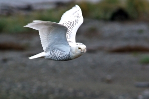Snowy Owl
